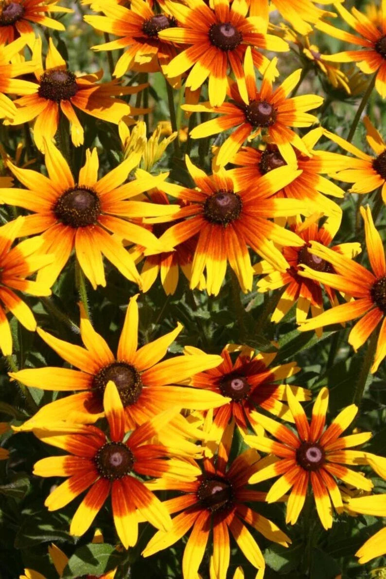 Gloriosa Daisy Seeds 1000 Pack – Rudbeckia Hirta Organic Non-GMO Flower Seeds for Garden, Attract Pollinators, Full Sun, Free Shipping