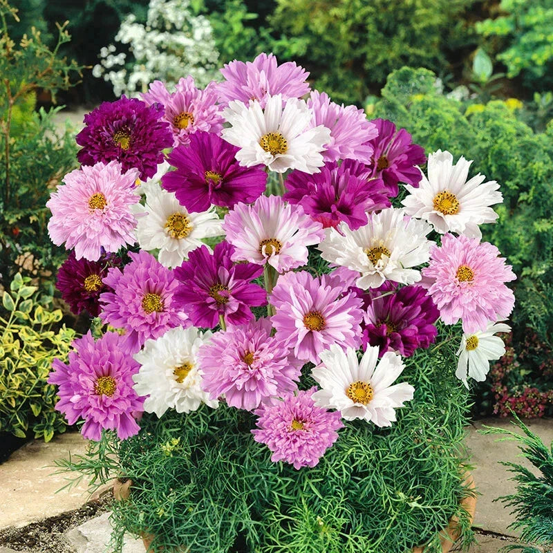 Double Click Cosmos Seeds - 200+ Pack, Cosmos bipinnatus, Vibrant Double Blooms, Annual Garden Flowers for Borders & Cuttings