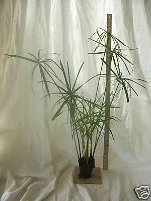 Dwarf Umbrella Palm Plant – Organic Water Garden Plant for Koi Pond – Cyperus alternifolius – Aquatic Plant for Pond Decor and Natural Filtration