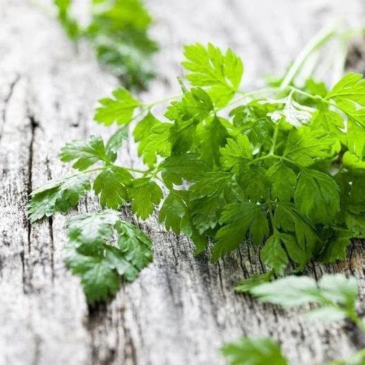 Chervil Seeds Heirloom Non-GMO Culinary Herb Seeds Anthriscus cerefolium for Herb Gardens & Cooking