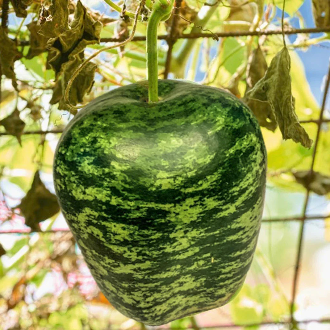 Apple Gourd Seeds | Ornamental Squash Lagenaria siceraria for Decorative & Bird Feeders | Pack of 20