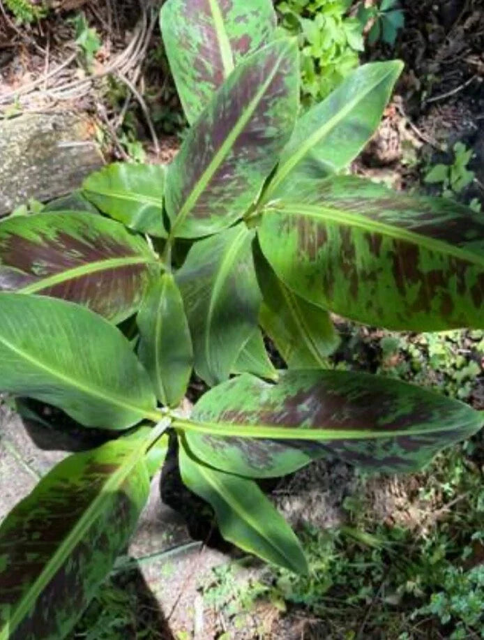 Variegated Banana Live Plant Root | Musa acuminata Variegata | Tropical Indoor Outdoor Garden Plant