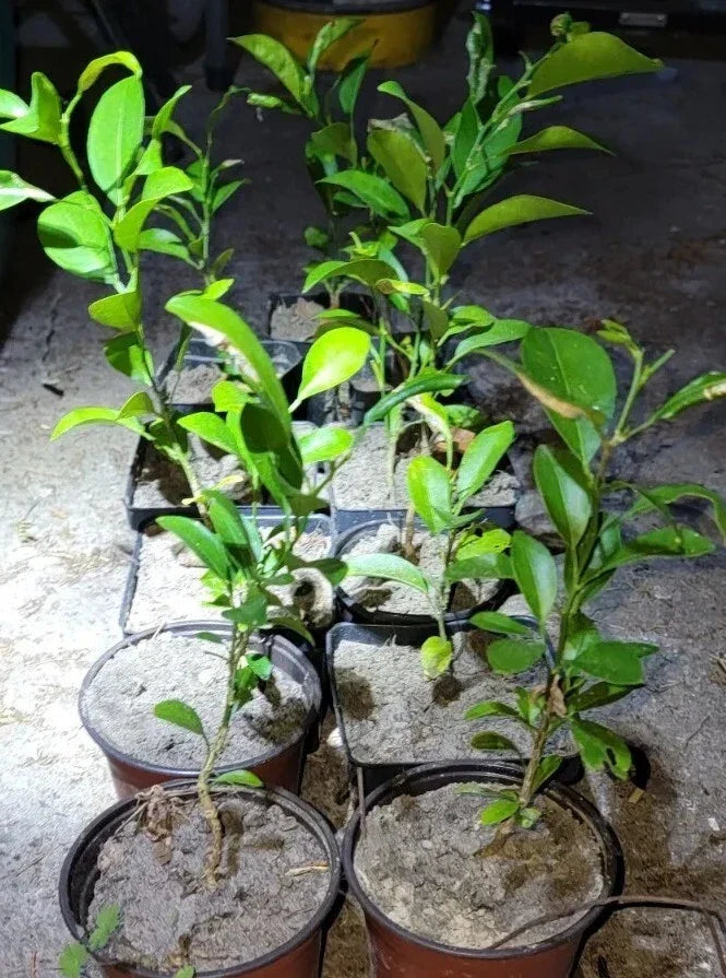 Satsuma Fruit Tree Seedling - Live Citrus unshiu Mandarin Plant, 4-10 Inches, Compact, Juicy, Easy Care, Perfect for Containers