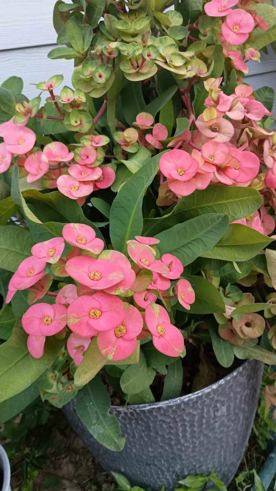 Jumbo Pink Crown of Thorns Cutting Euphorbia milii Succulent Propagation No Roots