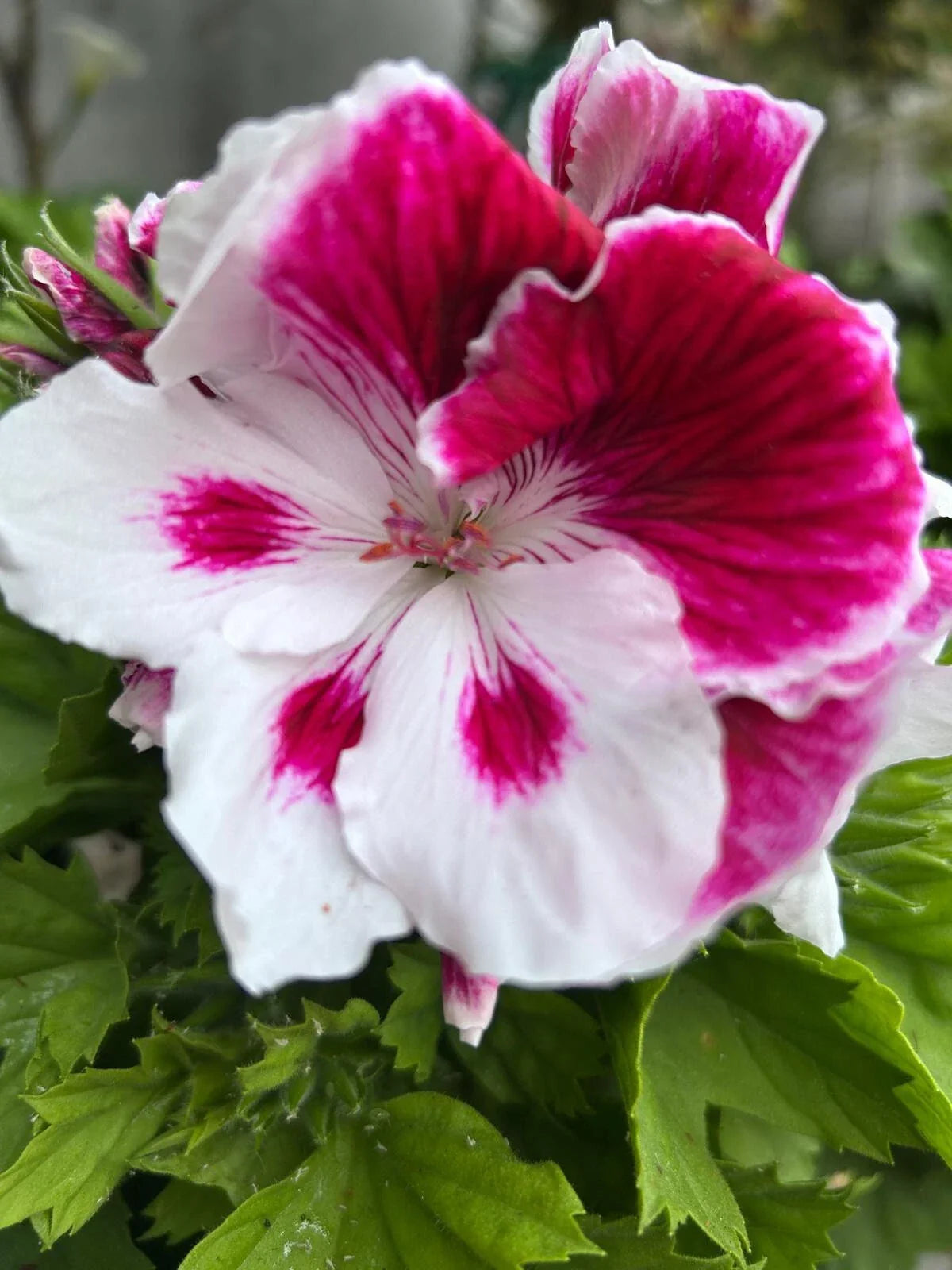 Geranium Live Plant 6" White and Purple Pelargonium, Indoor & Outdoor Flowering Plant, Pollinator Attracting, Compact Garden Plant