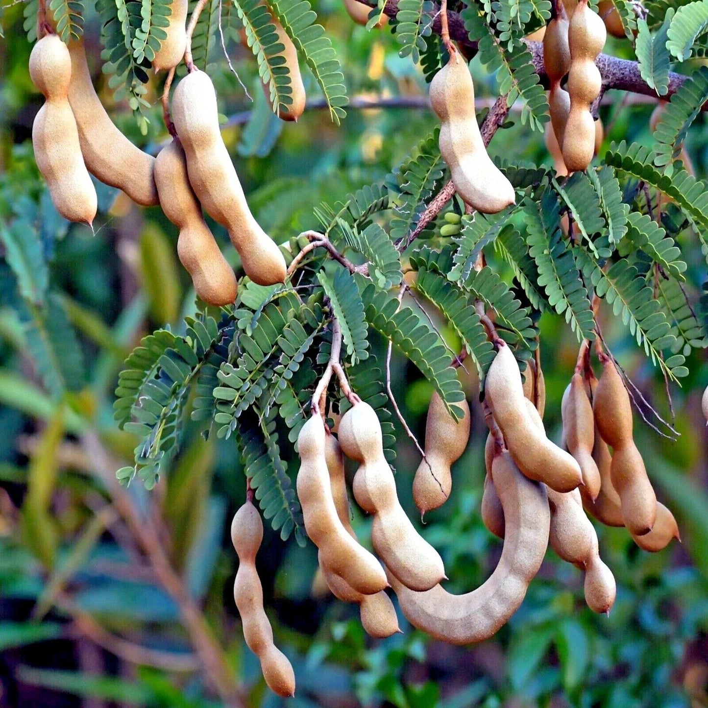 Tamarind Tree Seeds - 5 Pack - Tamarindus indica Tropical Fruit Bonsai & Garden Tree