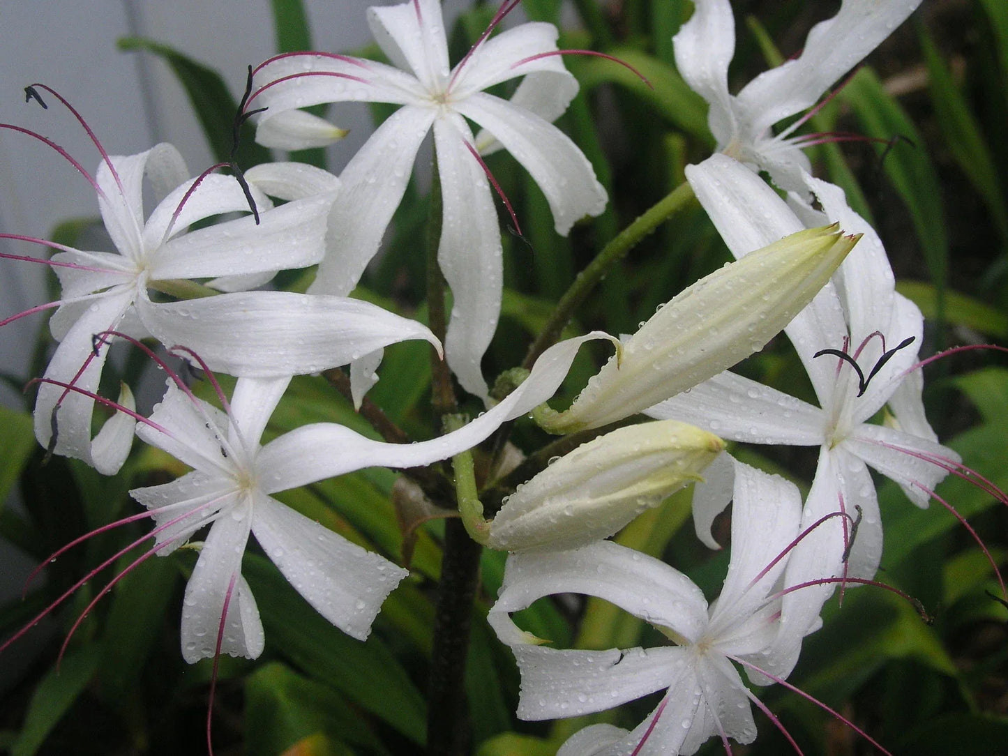 Crinum Lily Bulb, Large Blooming-Size, Erubescens, Aquatic Water Garden Plant, Hardy Flowering Bulb