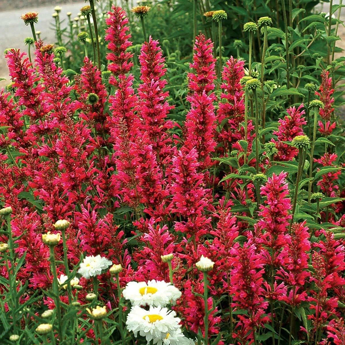 Raspberry Hyssop Seeds - Perennial Agastache Rugosa - Aromatic Flower Seeds for Pollinators - 100 Pack - USA Seller