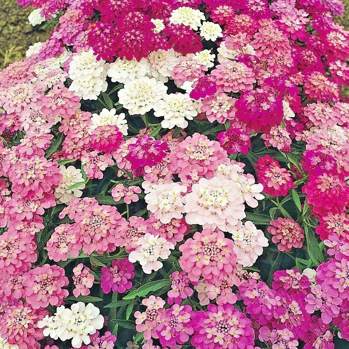 Candy Tuft Seeds Mix - 200+ Iberis umbellata Annual Groundcover for Drought Tolerance and Heat Resistance, Garden and Container Planting