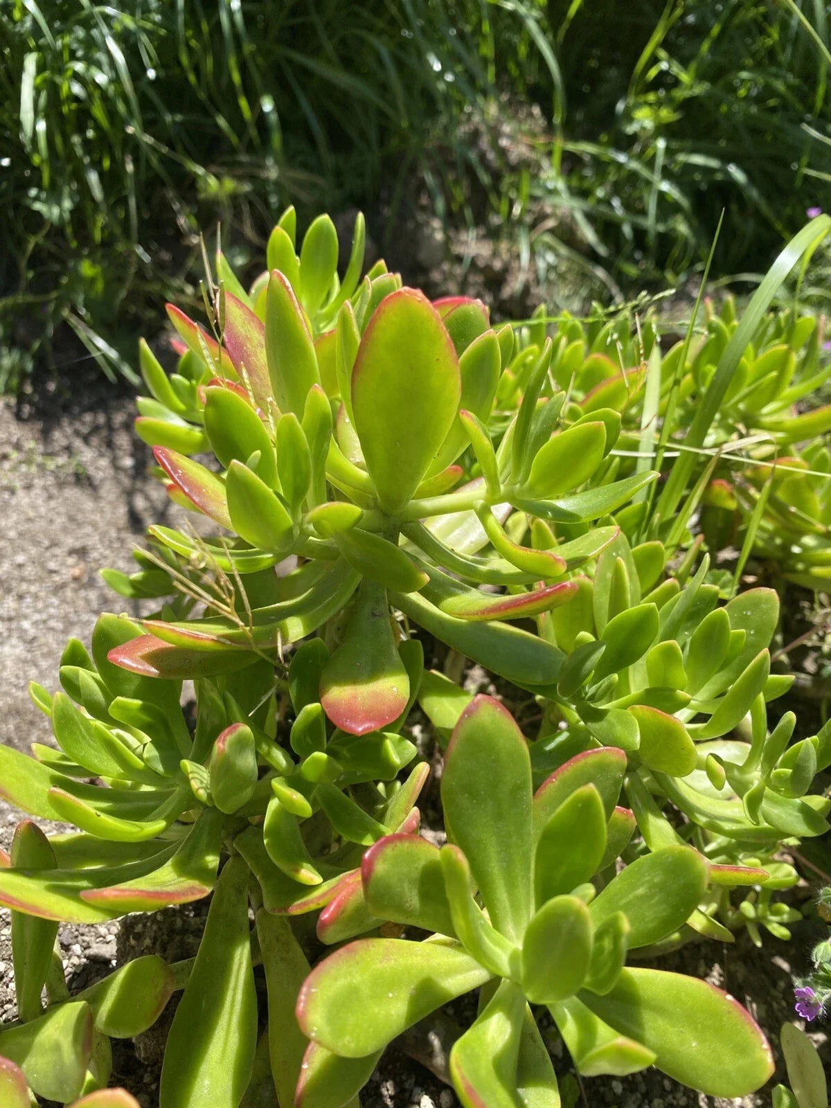 Lot of 3 Succulent Cuttings Sedum Dendroideum Green 5-inch Plants for Gardening, Container, or Indoor Decor