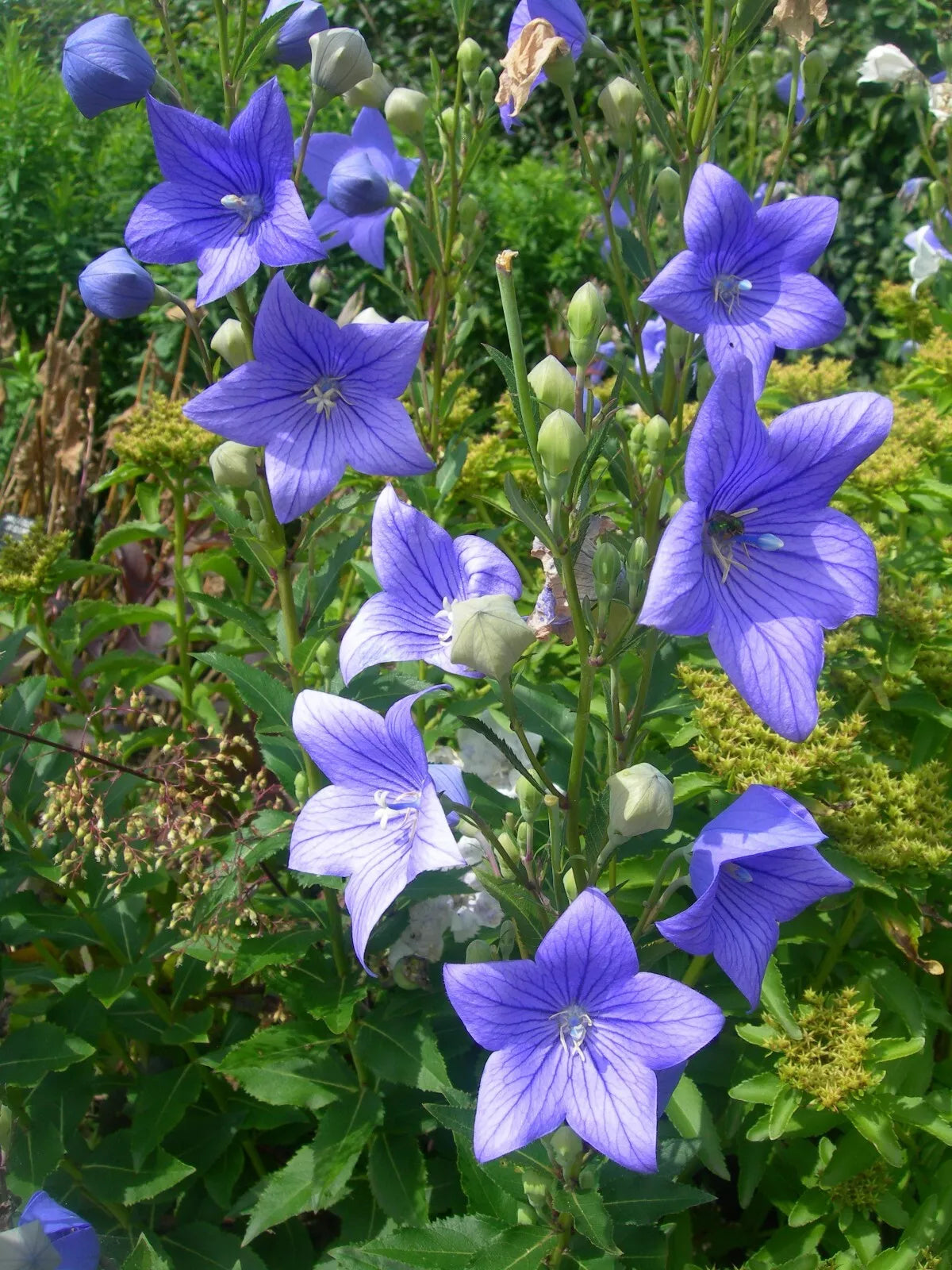 Balloon Flower Seeds, 500 Non-GMO Platycodon grandiflorus, Blue Star-Shaped Blooms, Garden, Border, Container Planting