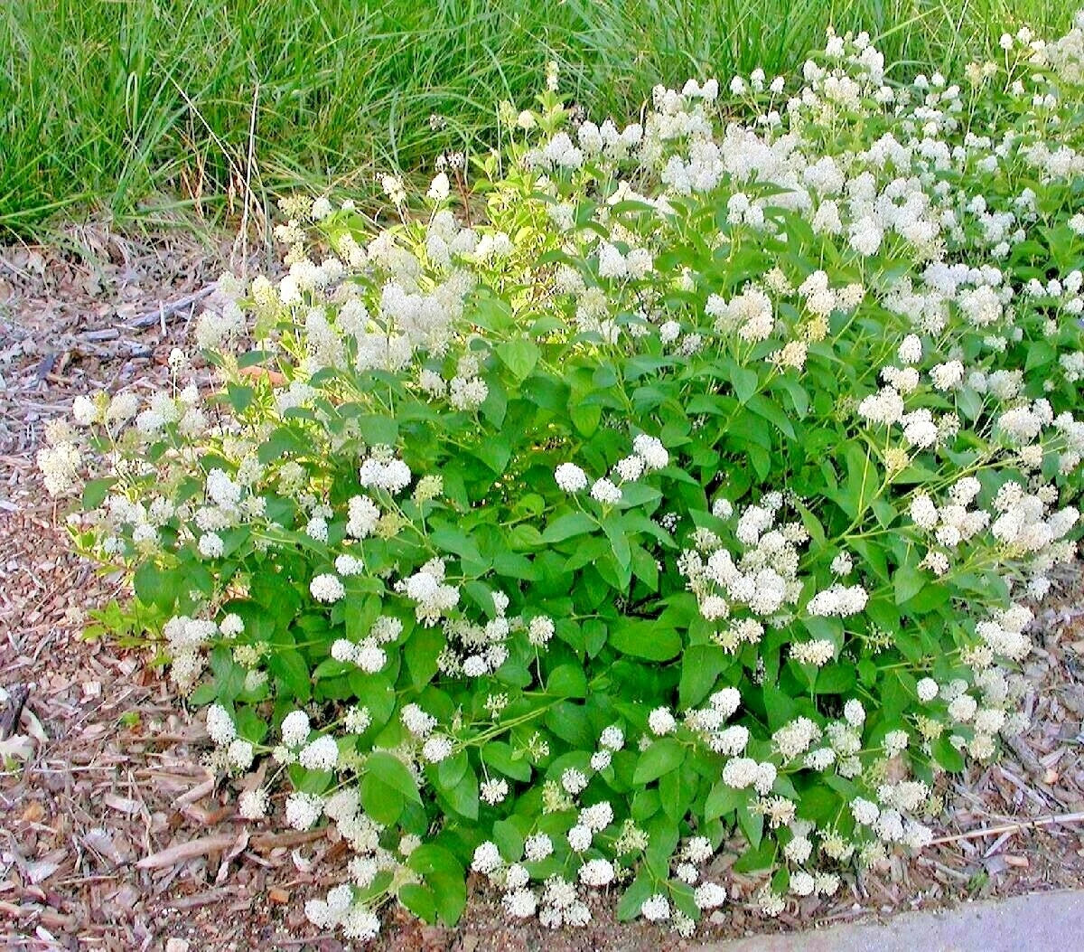 25+ NJ Tea Herb Seeds | Native Wildflower for Shade Gardens | Ceanothus americanus | Attracts Pollinators & Easy to Grow