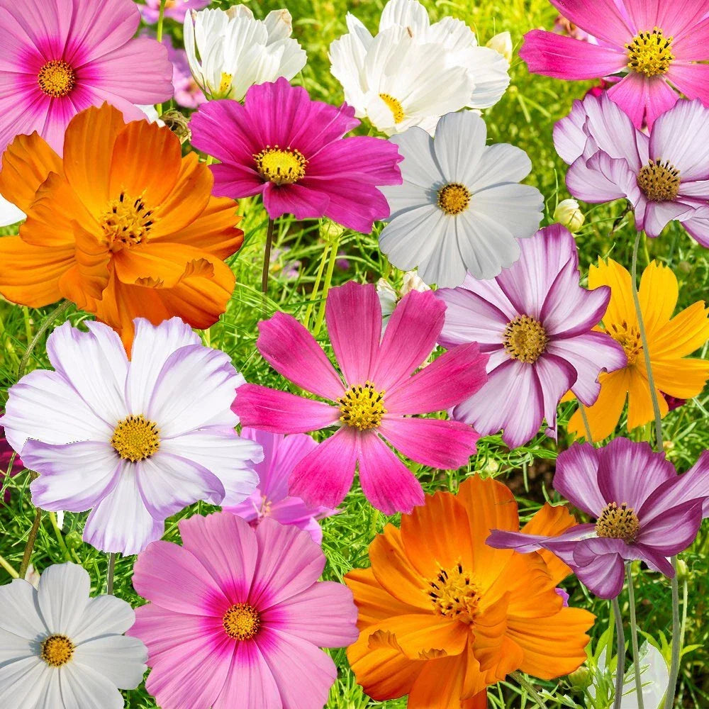 Cosmos Flower Seed Mix, 10 Varieties, Colorful Blooms, Cosmos bipinnatus, Garden Seeds for Pollinator Attracting, Full Sun