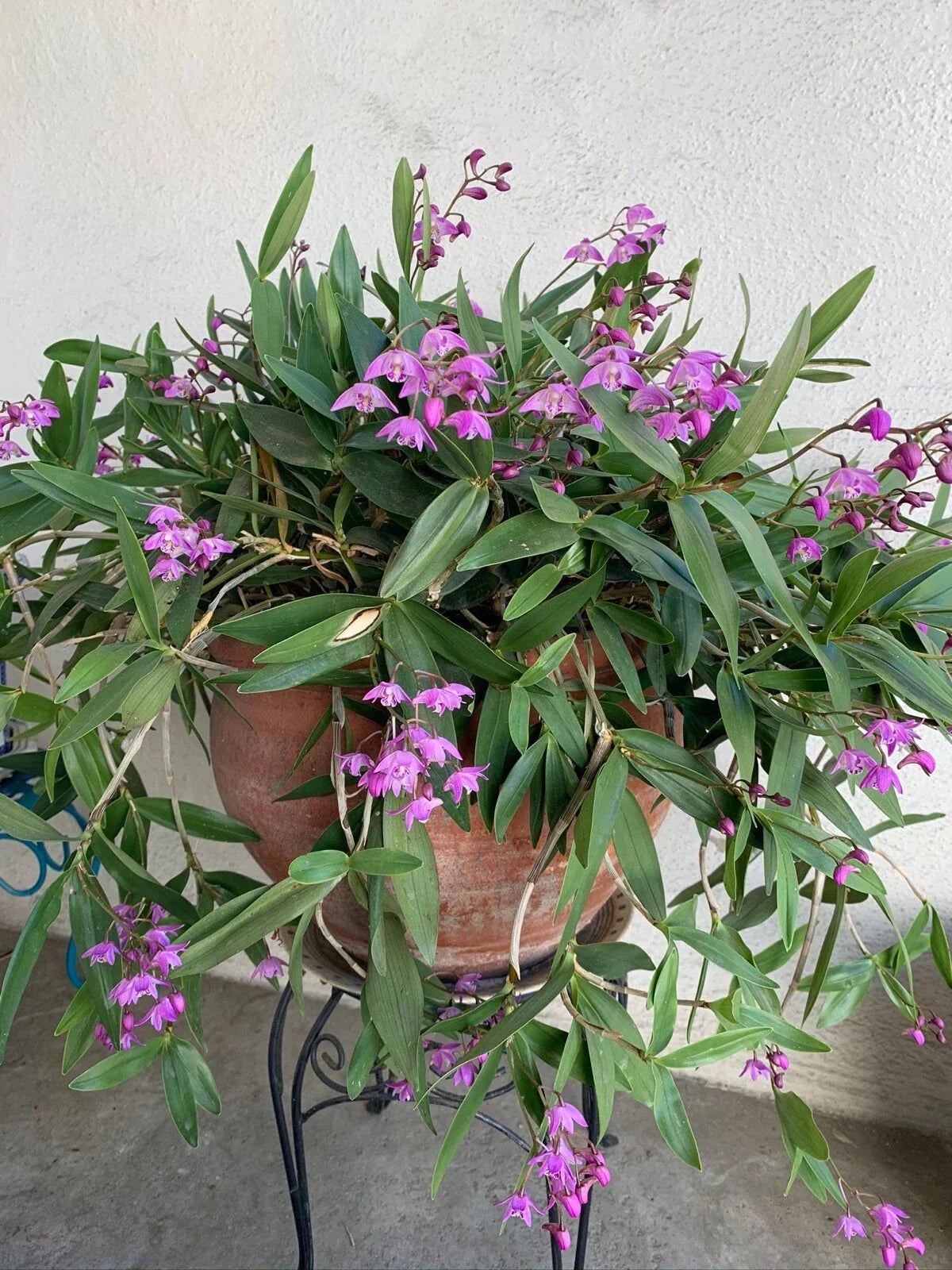 Dendrobium Orchid Plant - Miniature Fragrant Blooms - Dendrobium kingianum (3 Pack) Indoor Garden, Compact Orchid, White Lavender Flowers