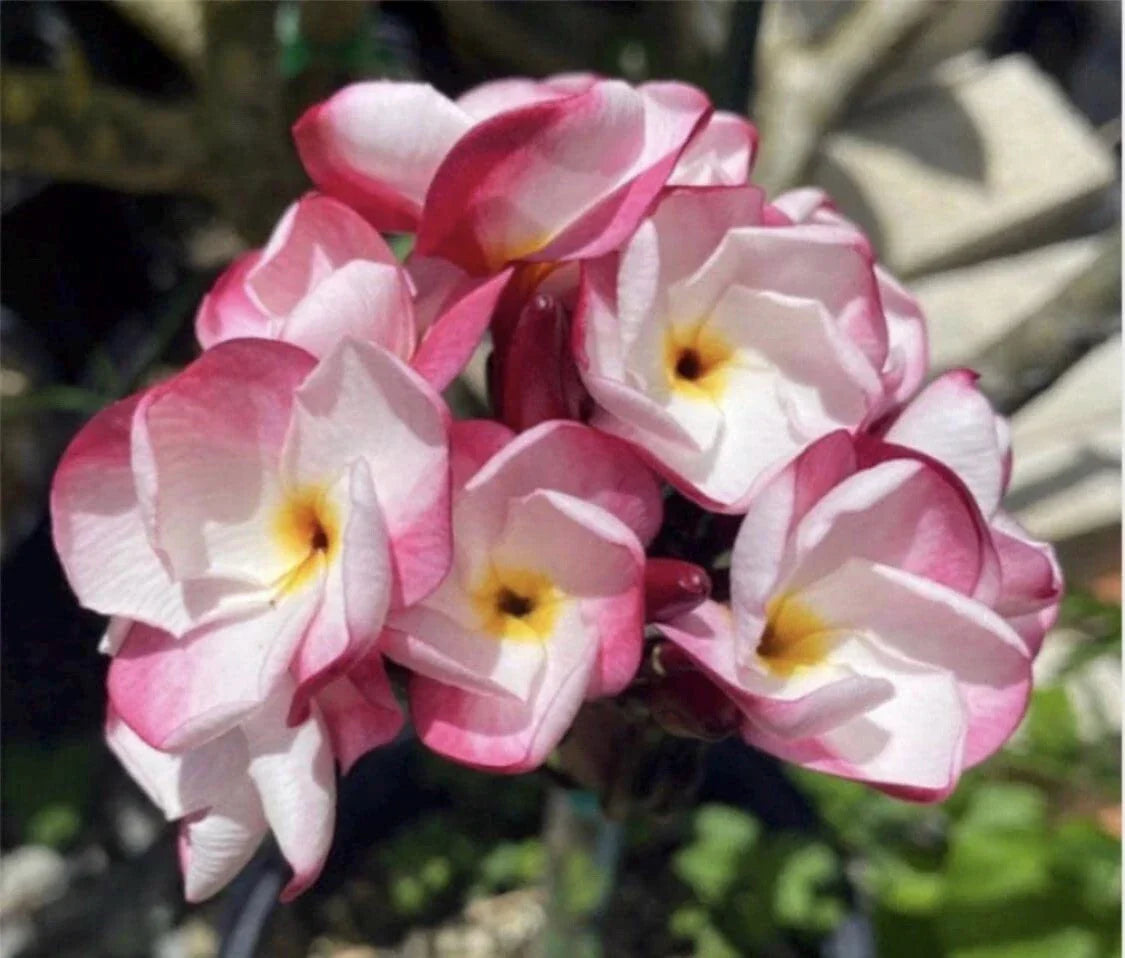 Rooted Plumeria Cutting - JL Pink Pansy Tropical Flowering Plant with 2 Tips, Pink Fragrant Flowers, Easy Care, Garden or Indoor
