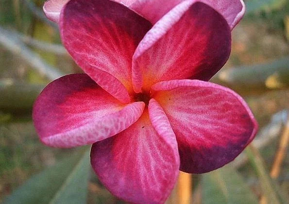 Plumeria Seeds Pack of 5 – Bright Pink and Purple Frangipani Flowers – Tropical Perennial Plant for Gardens, Patios & Indoor Pots