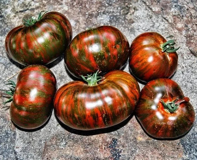 Chocolate Stripe Tomato Seeds - Heirloom Organic Non-GMO, Solanum lycopersicum, 30+ Seeds for Home Gardening