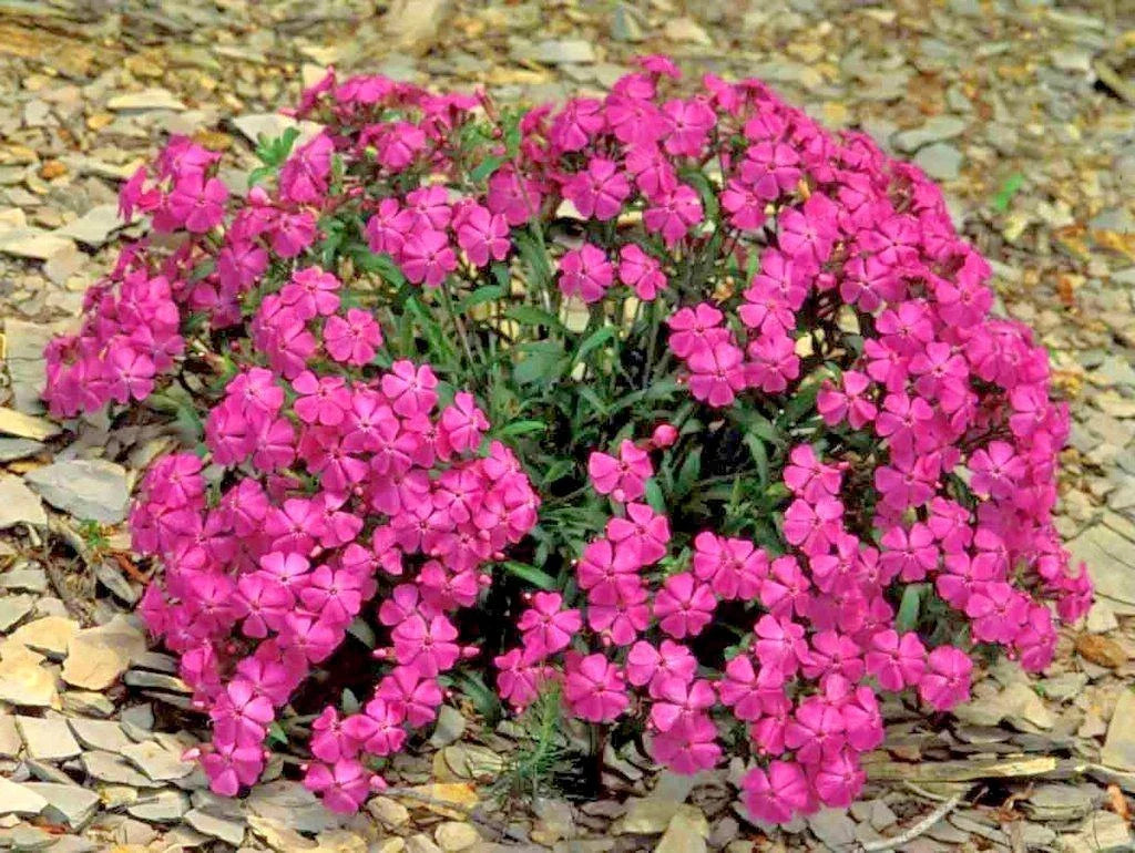 Catchfly Flower Seeds Pack | Silene gallica | Native Wildflower for Patio Containers & Gardens