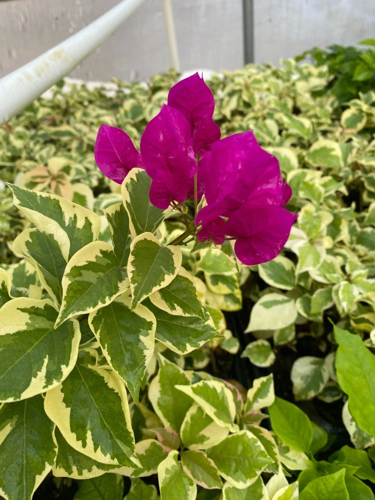 Bougainvillea Starter Plant - Vera Variegata Purple - Deep Purple Blooms - Rooted Garden Plant