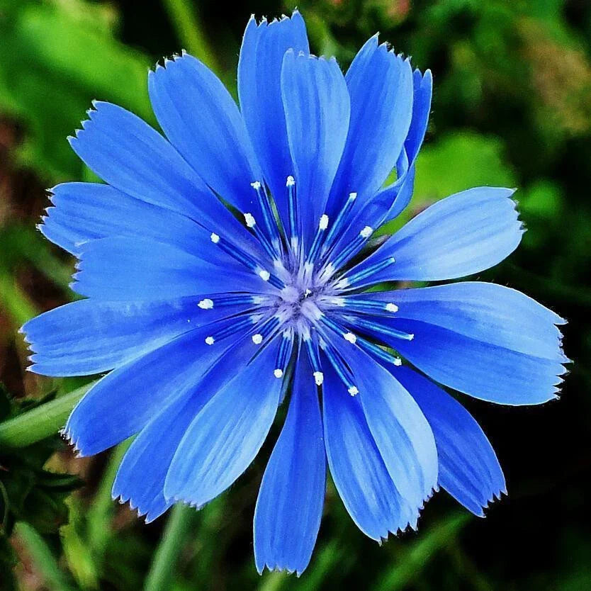 Chicory Seeds Non-GMO Bulk Pack | Cichorium intybus | Garden Planting for Healthy Vegetables & Greens