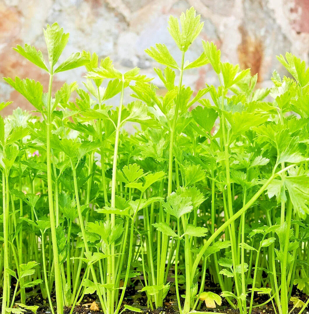 Bulk Celery Seeds 10,000+ for Microgreens & Gardening - Apium graveolens Vegetable Seeds