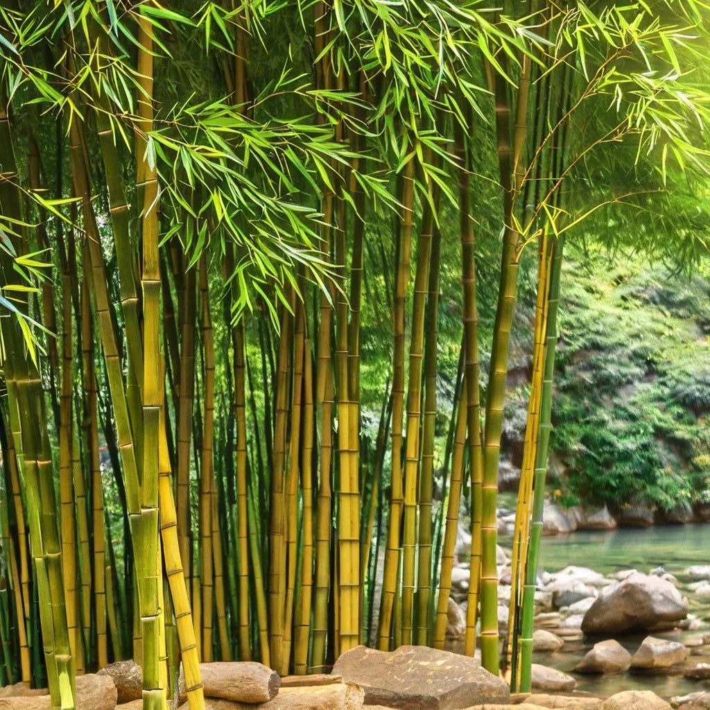 Bamboo Seeds - 50 Clumping Yellow Groove Privacy Plants for Garden - Phyllostachys aureosulcata for Shade Screen