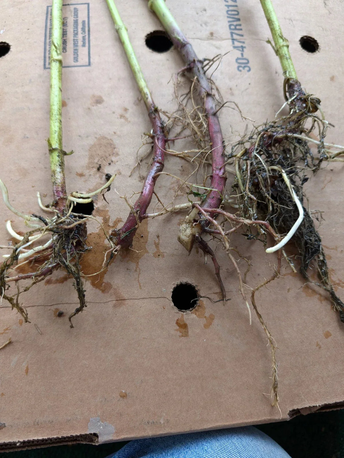 Organic Jerusalem Artichoke Roots for Planting, Large & Medium, Helianthus tuberosus, Non-GMO Perennial Tubers