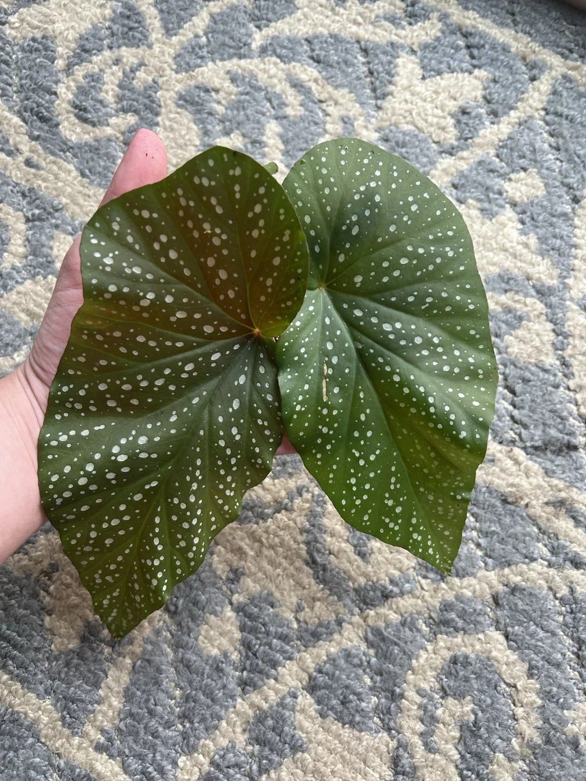 Giant Angel Wing Begonia Cuttings - 2 Pieces - Indoor Plant - Begonia clypeolata - Large Leaf Foliage for Home Decor