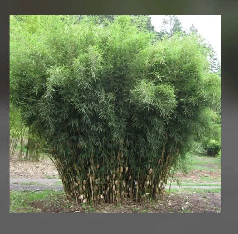 Fountain Bamboo Plant - Clumping, Cold Hardy, Non-Invasive Fargesia for Gardens & Containers