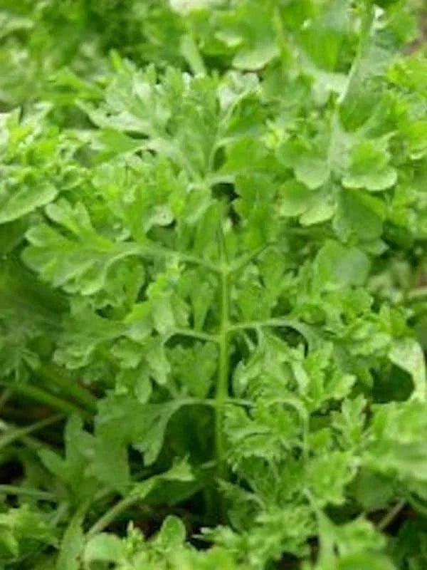 Curled Garden Cress Seeds Non-GMO Heirloom Lepidium sativum for Indoor & Outdoor Gardens, Fast Germination, Packaged Seed Sachet