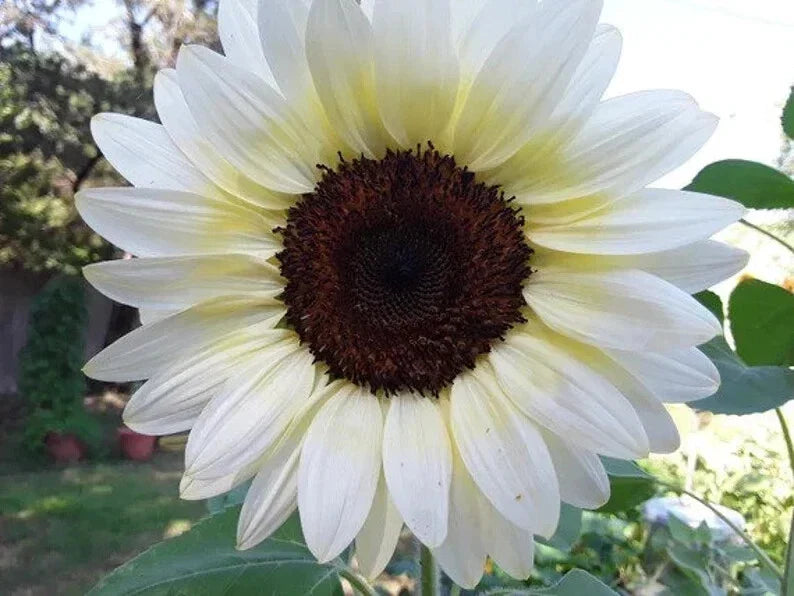 White Nite Sunflower Seeds - Organic Helianthus annuus, 20 Non-GMO Seeds for Gardens, Borders & Containers, Free Shipping USA