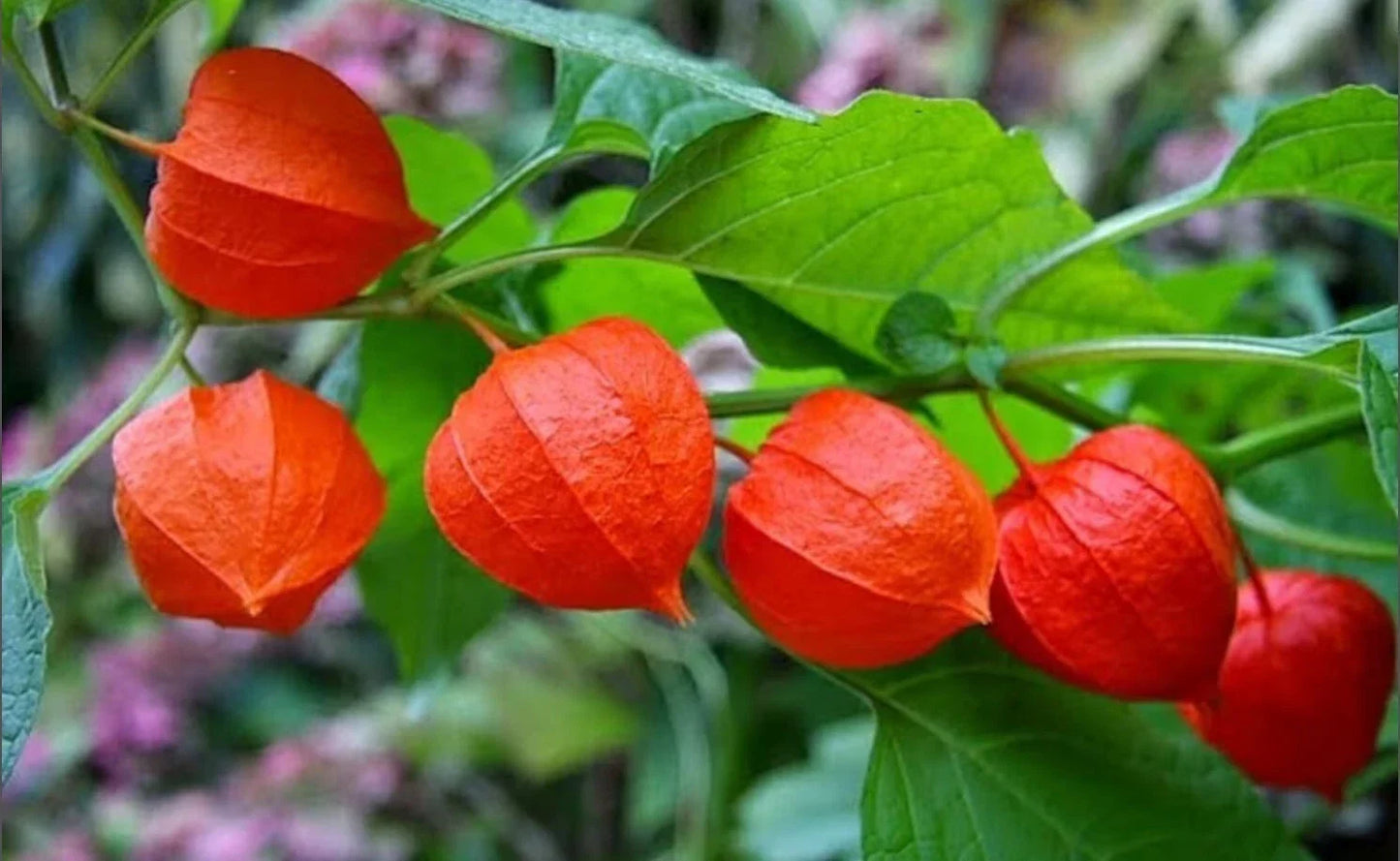 Rare Heirloom Chinese Lantern Seeds - Physalis alkekengi Seed Packets 10-100 for Vibrant Garden Decor