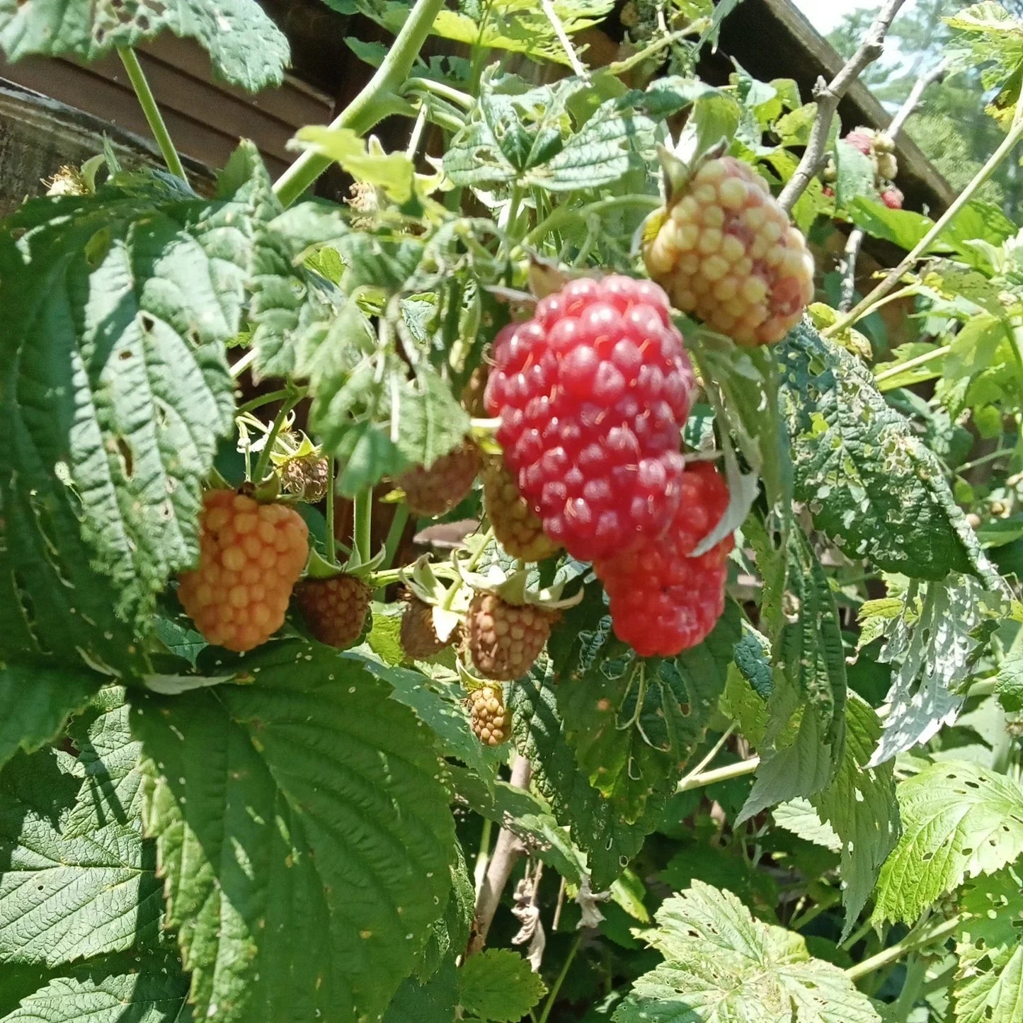 Thornless Raspberry Plants - 3 Bare Root - Large Juicy Berries - Rubus idaeus 'Taylor' - Easy Care, High Yield, Garden & Container