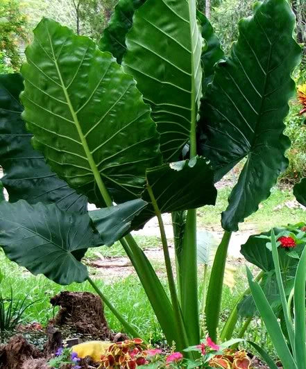 3 Seedlings 3-6" Borneo Giant Elephant Ear Taro Alocasia Macrorrhiza Tropical Foliage Indoor Outdoor Garden Plants