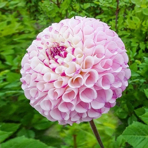 Chimacum Dahlia Seeds - Perennial Flower Pack of 25 - Vibrant Blooms - Attracts Pollinators - Dahlia pinnata