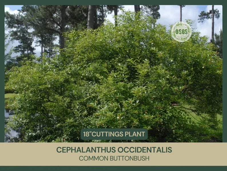 Buttonbush Cuttings 18" Native Plant Cephalanthus occidentalis Wet Area Shrub for Garden Landscaping