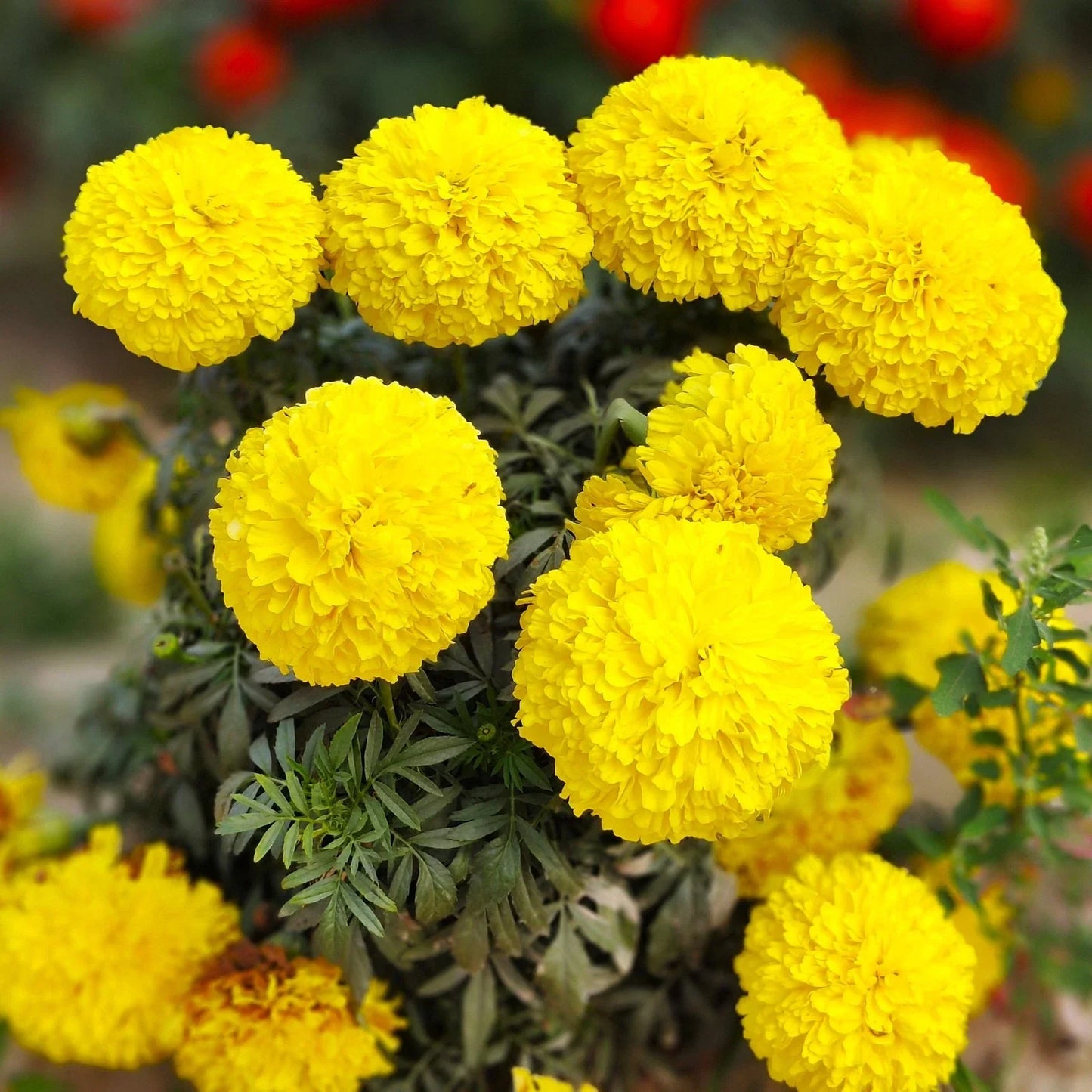 Yellow Brocade French Marigold Seeds - Dwarf Tagetes Patula for Garden, Border & Container Planting