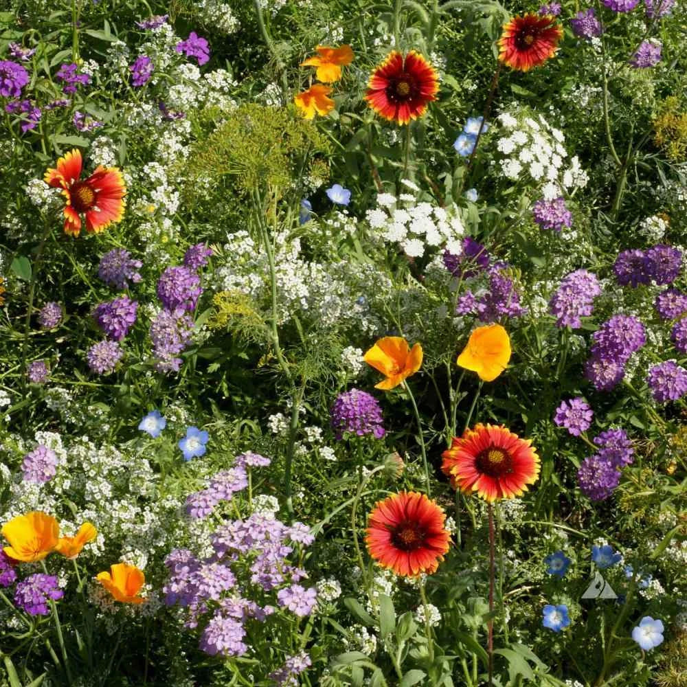 Wildflower Mix Seeds - Beneficial Insectary Blend - Heirloom Pollinator Garden Flowers - 1000 Seeds