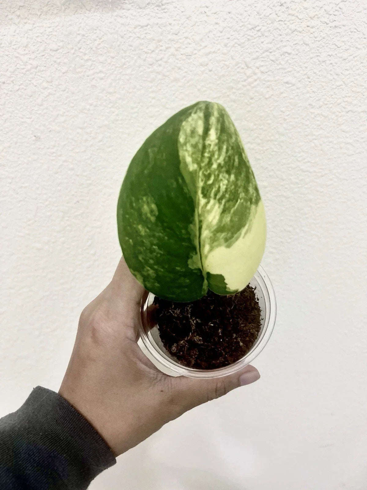 Variegated Scindapsus Jade Satin Aurea Plant – Rare Rooted Indoor Houseplant with Multiple Nodes, Low Maintenance, Elegant Foliage