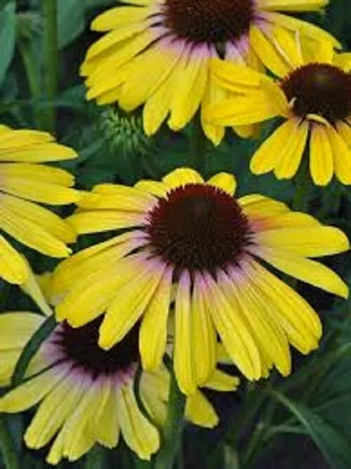 Yellow Rainbo Coneflower Seeds - Echinacea purpurea Perennial Flower Seeds for Pollinators, Full Sun, 50 Pack
