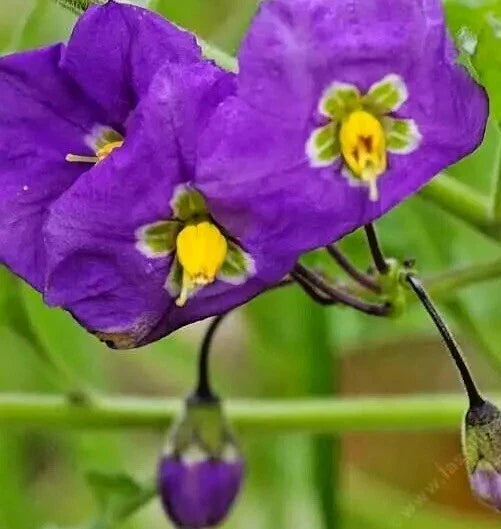Thunbergia Erecta 'King's Mantle' Purple Live Flower Plant Cuttings – 7 Unrooted 6-Inch Gardening Propagation