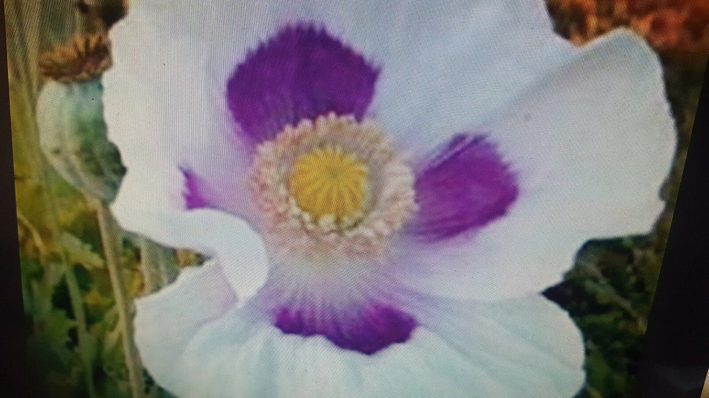 Poppy Seeds 1 lb White Purple Flowers Papaver somniferum – Easy-to-Grow Garden Seeds for Pollinators & Colorful Blooms