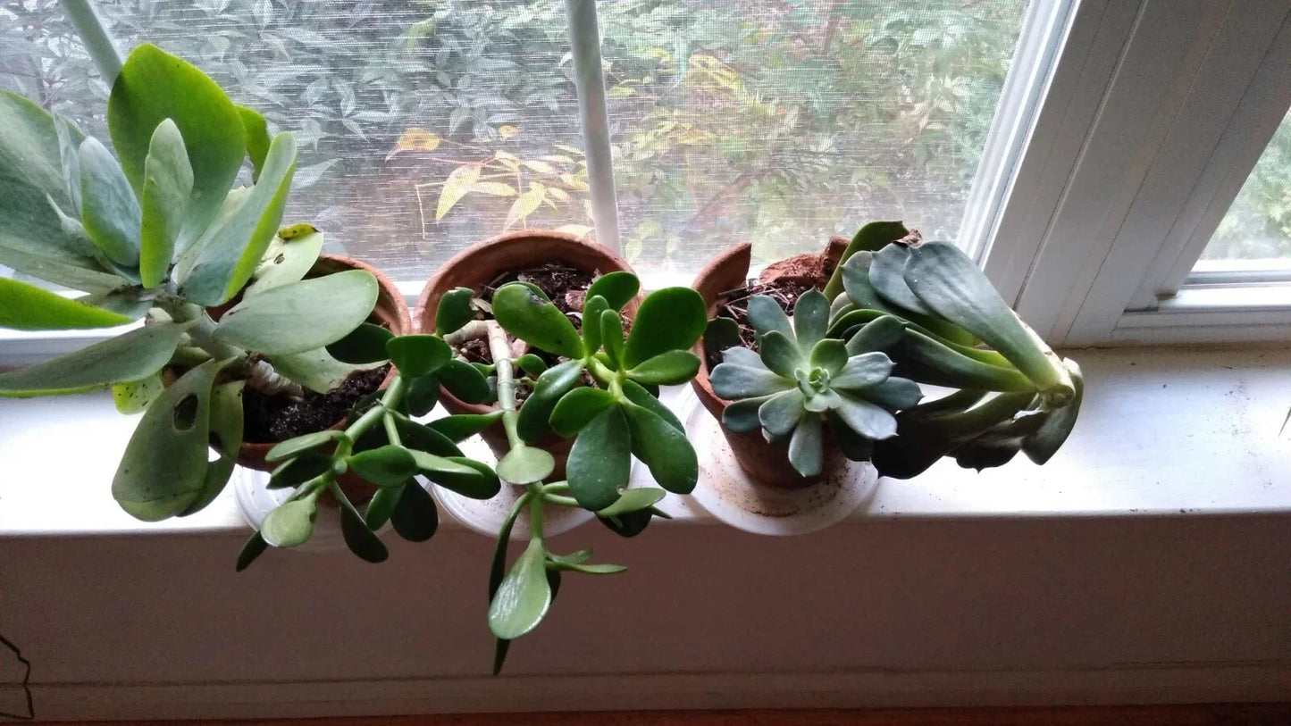 Succulent Cuttings Mix - 10 Assorted Varieties - Live Succulent Plants for Terrariums & Home Decor