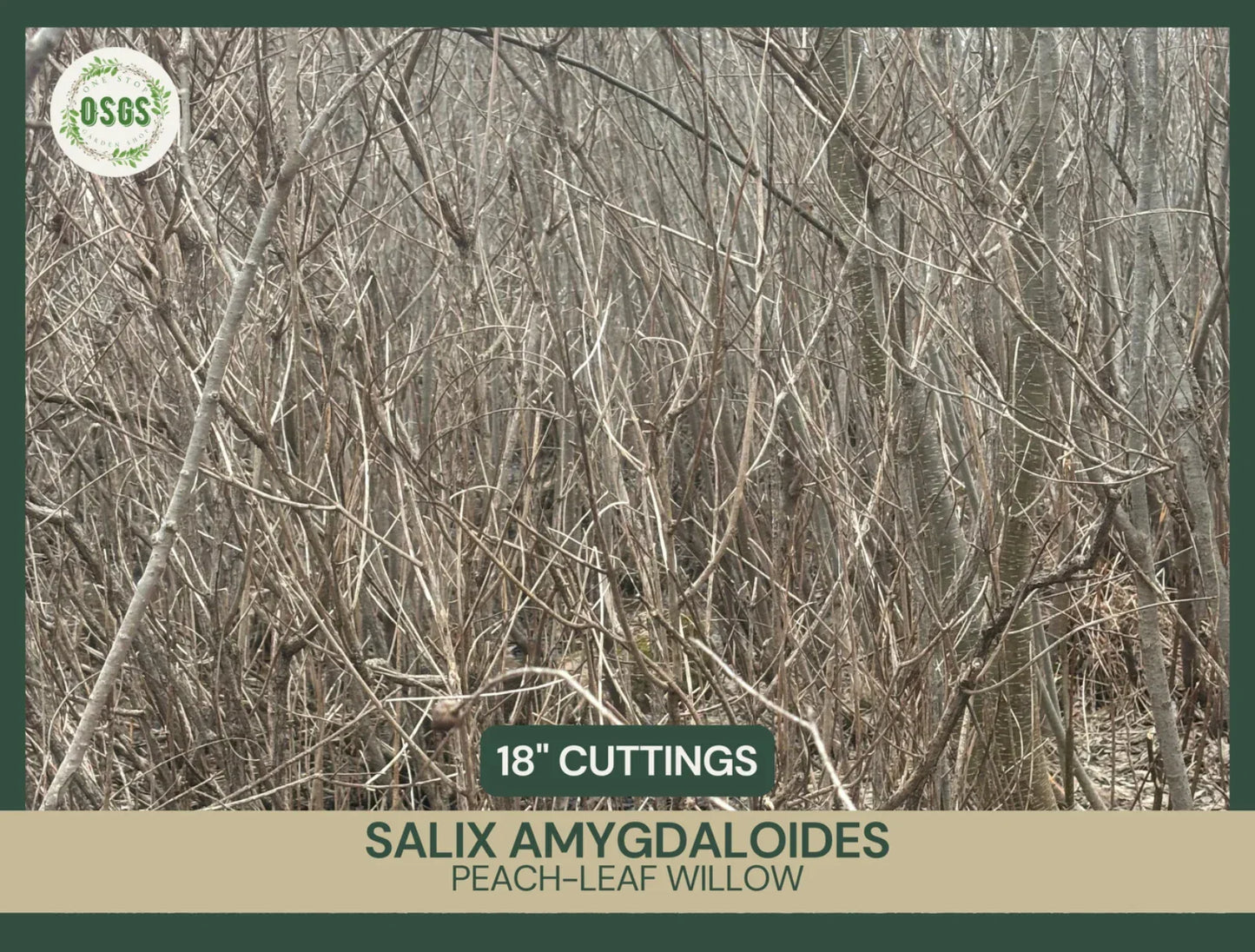 Fresh Unrooted Cuttings - Peach-Leaf Willow Salix amygdaloides - Fast-Growing 18" Plant Cuttings for Landscaping