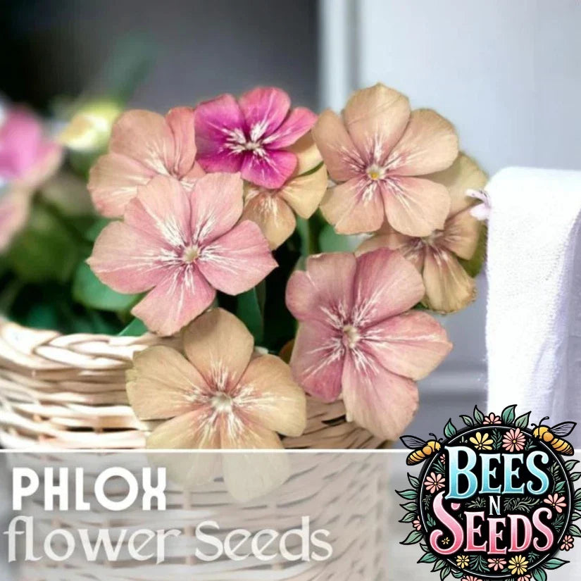 Phlox Seeds 125 Count – Creme Brulee Annual Flower Seeds – Vibrant Phlox paniculata for Garden Beds, Borders & Containers