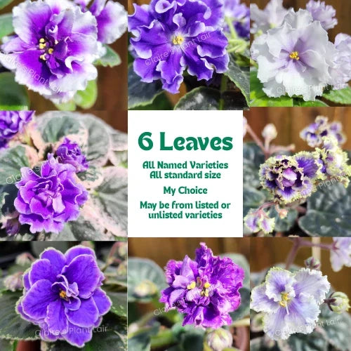 African Violet Leaf Propagation Set - 6 Standard Leaves - Saintpaulia ionantha - Indoor Plant Starter for Home Decor