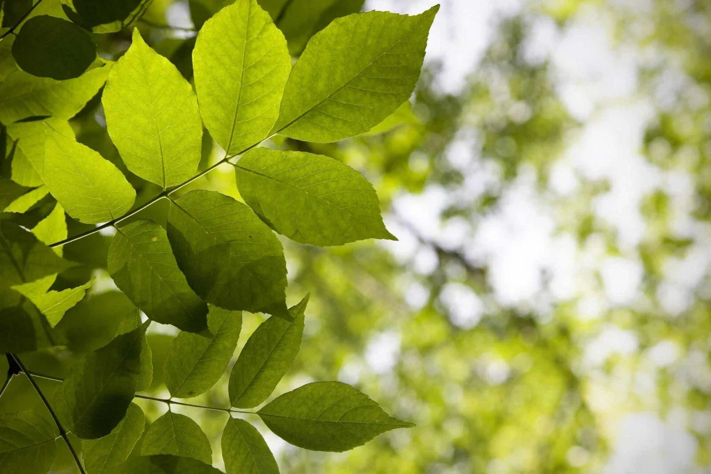 White Ash Tree Sapling - Fraxinus americana - Ready to Plant for Landscaping & Shade - 1-2 ft Potted Seedling