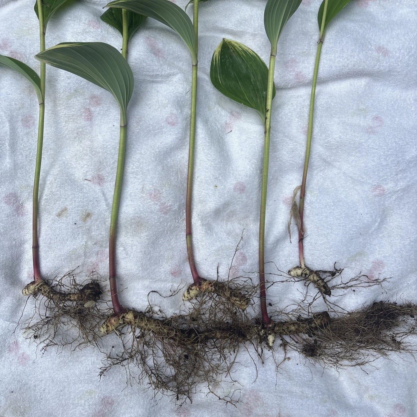 Variegated Leaf Solomon's Seal Live Plants – 5 Bare Root Rhizomes with 12” Stems – Polygonatum odoratum 'Variegatum'