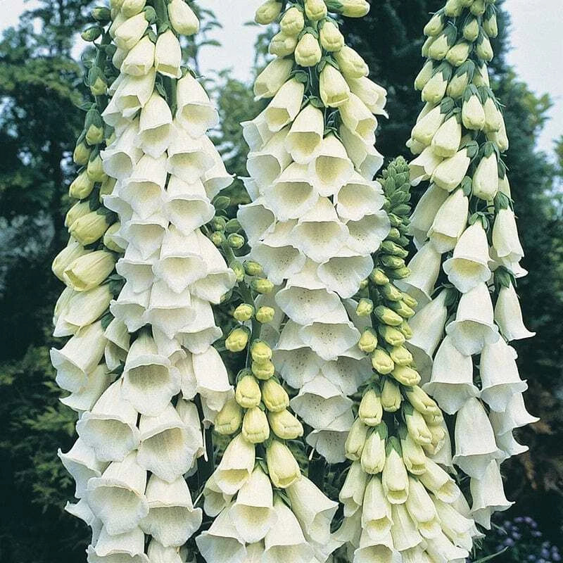 Alba Foxglove Seeds | Digitalis purpurea 'Alba' | White Flower Seeds for Gardens | Non-GMO, Pollinator-Friendly, Easy to Grow