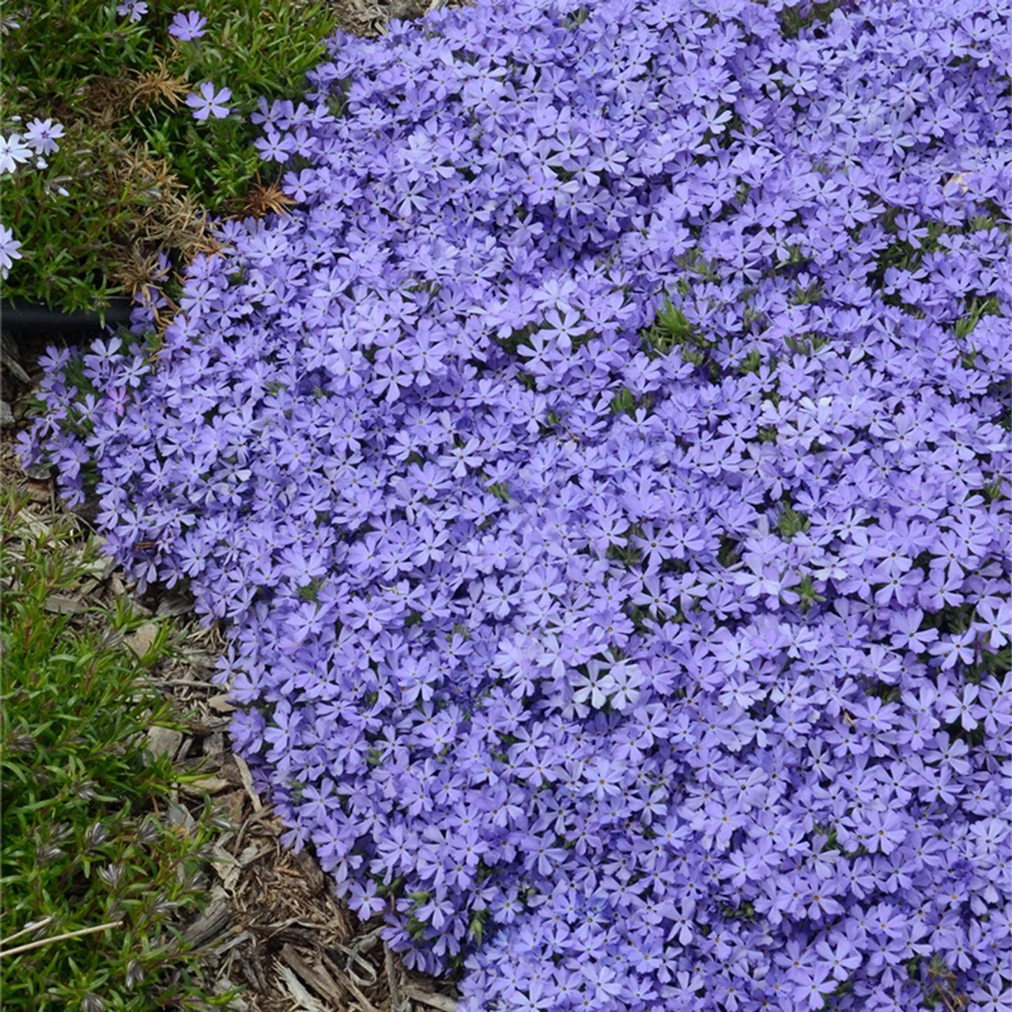 Violet Pinwheel Phlox Seeds | Perennial Flower Seeds for Butterfly Garden | Phlox paniculata